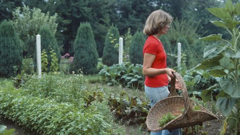 Inside all of Martha Stewart's iconic homes| Home Beautiful Vintage Martha Stewart Living, Martha Stewart Landscaping, Vintage Martha Stewart, Martha Stewart Style, Martha Stewart Aesthetic, Martha Stewart Garden, Martha Stewart Decorating, Martha Stewart Home, Turkey Hill