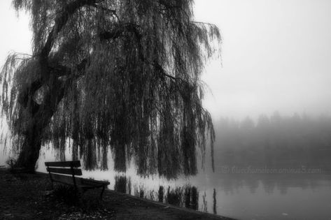 Willow tree <3 Tree Black And White, Weeping Willow Tree, Weeping Willow, Black White Art, Fun Quizzes, Willow Tree, Painting Art Projects, The Landscape, Tree Painting