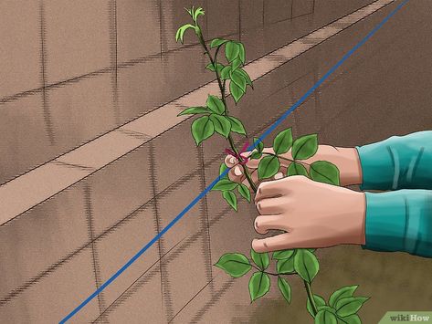 How to Train Climbing Roses: 14 Steps (with Pictures) - wikiHow Climbing Roses Fence, Train Climbing Roses, Roses On House, Climbing Roses On House, David Austin Climbing Roses, Thornless Climbing Roses, Purple Climbing Roses, Roses Trellis, Pruning Climbing Roses