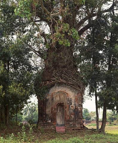 Casa Do Hobbit, Bengal Art, Hidden Passageways, Tree Architecture, Secret Door, The Lost World, Hidden Places, Casa Exterior, Banyan Tree