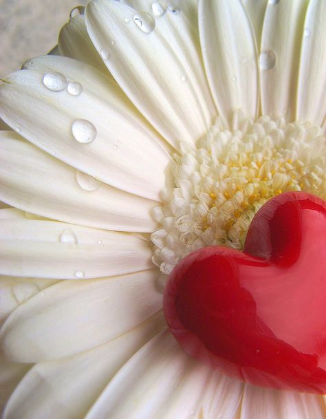 red heart on white flower Heart In Nature, Daisy Love, I Love Heart, Happy Heart, Water Droplets, Romantic Valentine, Beautiful Heart, Heart Art, Heart On