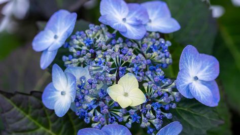 Culture Report: Endless Summer ‘Pop Star’ Hydrangea Pop Star Hydrangea, Bono Hydrangea, Endless Summer Summer Crush Hydrangea, Endless Summer Bloomstruck Hydrangea, Hydrangea Endless Summer, Summer Hydrangea, Lace Cap Hydrangea, Early Blue Hydrangea, Bigleaf Hydrangea