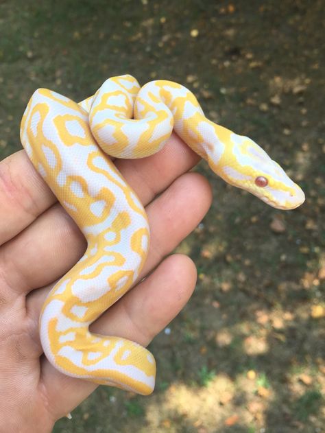 Albino Leopard Het Clown Albino Ball Python, Snake Piercing, Snake Yellow, Danger Noodles, Colorful Snakes, Pretty Snakes, Yellow Snake, Ball Python Morphs, Ball Pythons