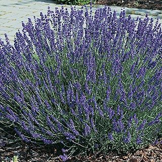 Growing Lavender Indoors, Lavender Hidcote, Hedging Plants, Growing Lavender, Best Perennials, Blue Plants, English Lavender, Sun Plants, Lavender Plant