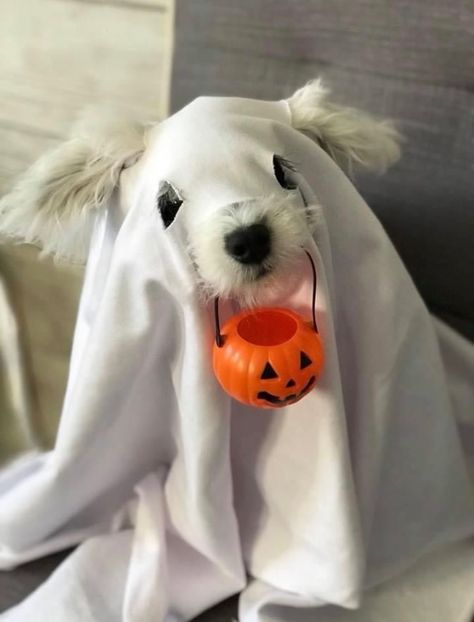 Cute Puppy Halloween Costumes, Black Dog Halloween Costumes With Owner, White Dog Halloween Costumes, Halloween Costumes For Dogs And Owners, Syd Core, Dog Halloween Costumes With Owner, Puppy Halloween Costume, Dog Ghost Costume, Dog And Owner Costumes