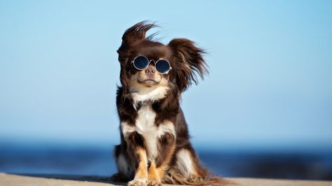 How To Make Your Pet An Influencer, Because TBH You're Trying To Make It Rain Psy Chihuahua, Expensive Dogs, Chihuahua Funny, Psy I Szczenięta, Dog Poses, Popular Dog Breeds, Most Popular Dog Breeds, Cute Chihuahua, Aggressive Dog