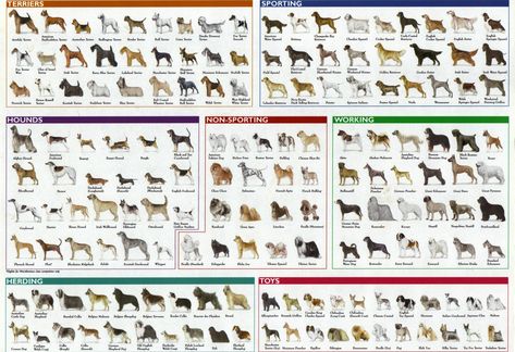 All Dog Dog Breed Poster, Dog Breeds Chart, Dog Breeds Pictures, Dog Fails, Dog Breeds List, Breeds Of Dogs, Dog List, Terrier Breeds, Dog Info