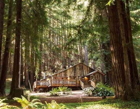 Forest Wedding Ideas, Redwood Forest California, Redwood Forest Wedding, Wedding Locations California, Forest Wedding Venue, Redwood Wedding, Wedding Ceremony Script, Country Wedding Venues, California Wedding Venues