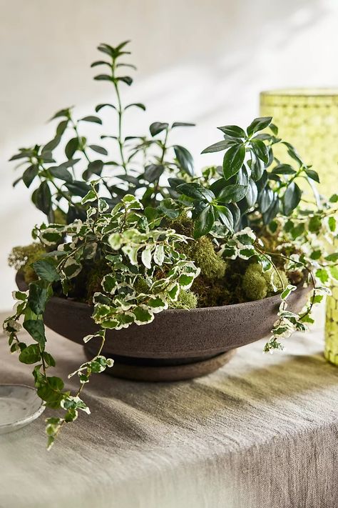 Wide Mouth Terracotta Bowl + Saucer Set | Terrain Indoor Greenery, Terracotta Bowl, Bowl Planter, Plants Are Friends, Outdoor Planter, Creative Living, Hand Poured Candle, Outdoor Planters, Wide Mouth