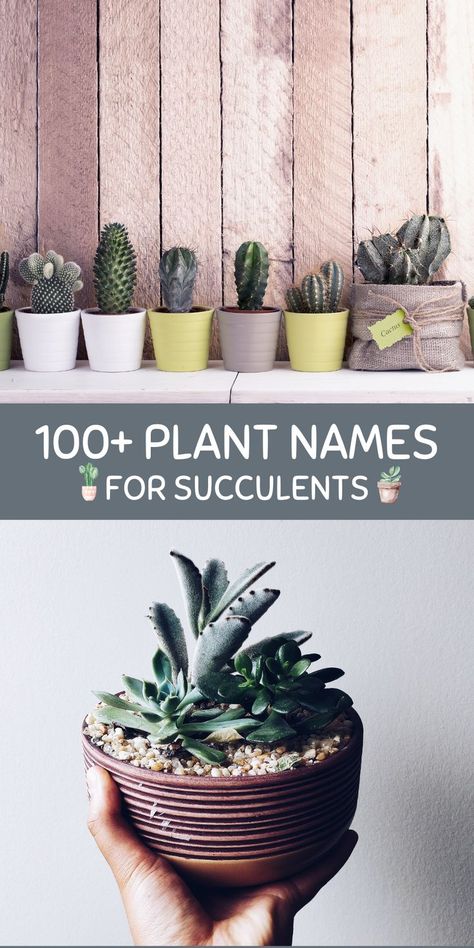 Succulents. Best Names, Plant Names, Baby Succulents, Cute Names, Succulent Plants, Cool Names, Planting Succulents, Succulent, Planter Pots