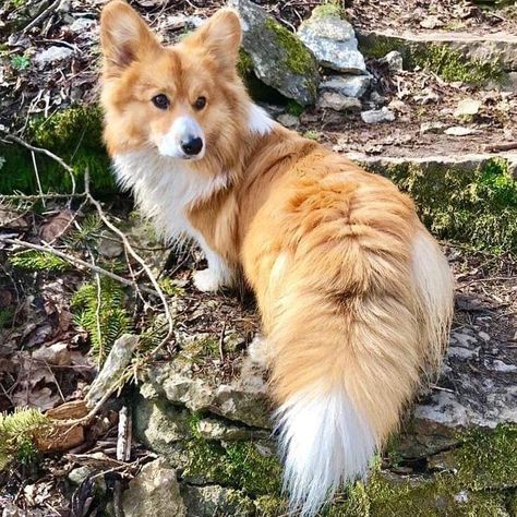 This corg has the most magnificent floofy tail Corgi With Tail, Velcí Psi, Welsh Corgi Pembroke, Pembroke Welsh Corgi Puppies, Welsh Corgi Puppies, Corgi Pembroke, Corgi Puppy, Cute Corgi, Pembroke Welsh Corgi