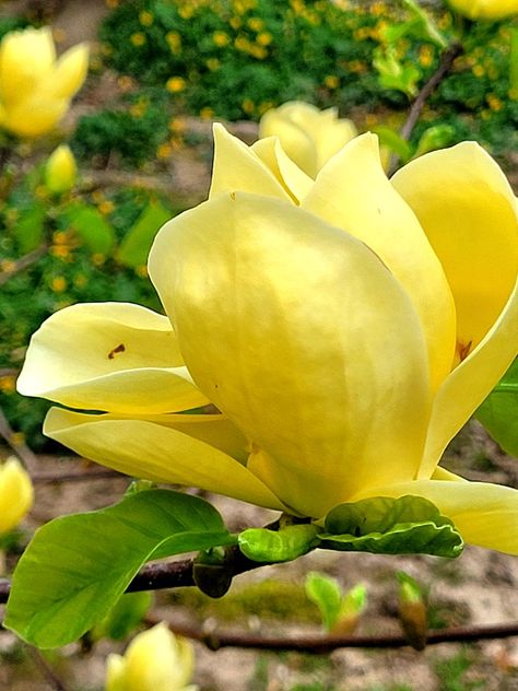 #nybg yellow magnolia tree 😍 Yellow Magnolia, Magnolia Tree, Magnolia Trees, Magnolia, Yellow