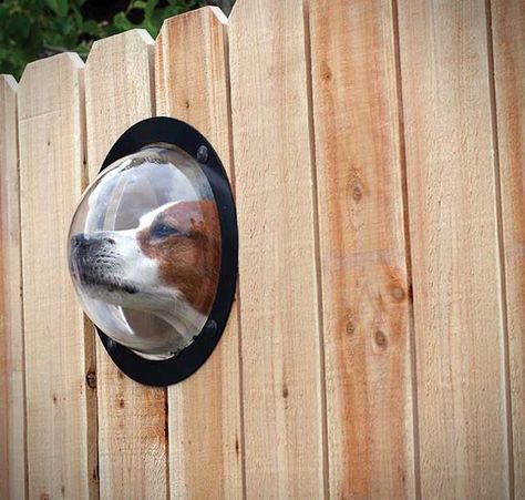 Dog Fence Portal. So many reasons why this is an amazing idea. Fence Window, Dog Window, Dog Fence, Wooden Fence, Cool Stuff, Mans Best Friend, Four Legged, Dog Life, Puppy Love