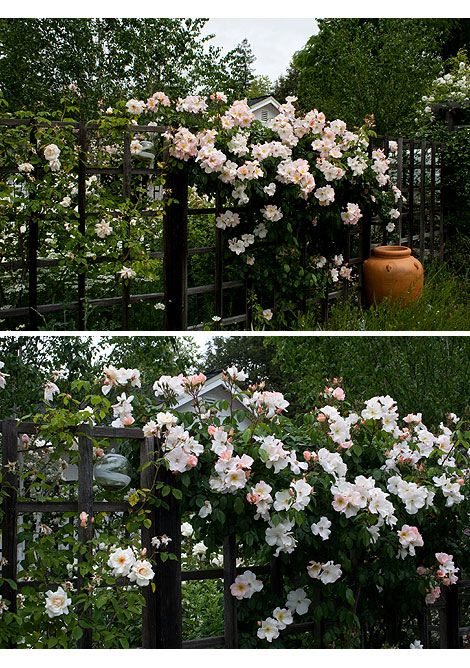 Sally Holmes Climbing Rose, Roses On House, Climbing Roses On House, Rose Trellis Ideas Diy, Rose Trellis Ideas, Yellow Climbing Rose, Rambling Roses, Rose Plant Care, Rose Trellis