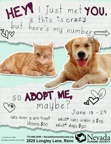 Adoption Poster, Animal Shelter Fundraiser, Animal Rescue Fundraising, Animal Advocacy, Carson City, Adopt Me, Cat Facts, Cat Quotes, Dog Sledding