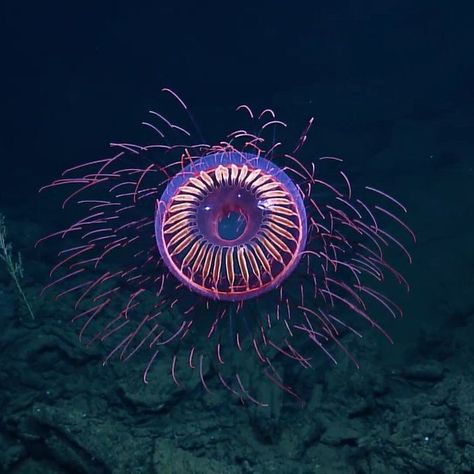 Deep Sea Life, Cnidaria, Fauna Marina, Water Creatures, Foto Langka, Deep Sea Creatures, Beautiful Sea Creatures, Underwater Creatures, Underwater Life