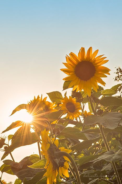 Sunflower Astethic, Sunflower And Sun, Sunflowers Photography, Sunflowers Field, Sunflower Aesthetic, Sunflower Love, Sunflower Photography, Sunflower Pictures, Sun Flowers