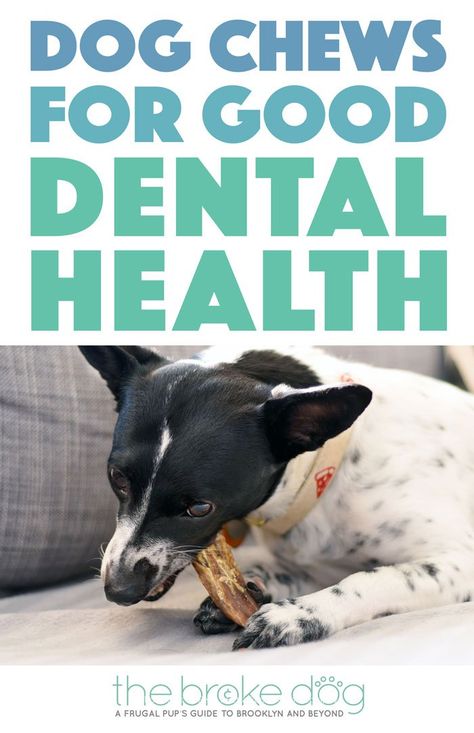 Dog Dental Chews, Cat Illnesses, Natural Dog Chews, Best Treats For Dogs, Dog Insurance, Dog Training Classes, Dog Dental, Kitten Care, Dog Health Care