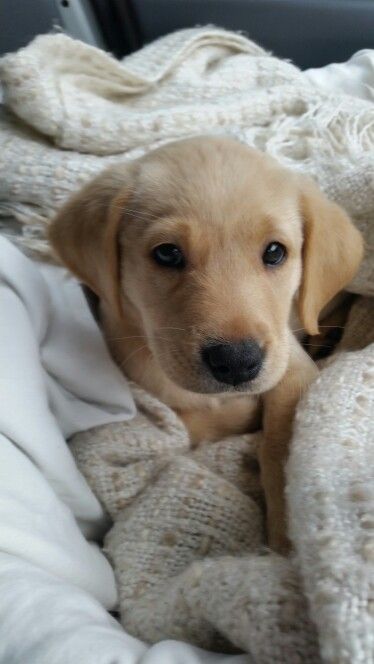 Blonde Labrador Pup, Golden Labrador Aesthetic, Yellow Lab Puppy Aesthetic, Lab Puppy Aesthetic, Golden Lab Puppy, Golden Labrador Puppy, Baby Labrador, Golden Labrador Puppies, Cute Labrador Puppies