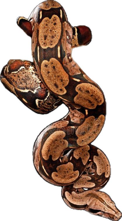 Boa Snake Tattoo, Red Tail Boa, Snake Images, Snake Scales, Boa Constrictor, Snake Tattoo, Tree Branch, A Tree, Reptiles