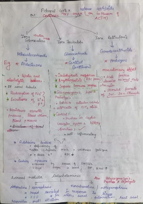 Notes of Hormones of Adrenal Gland, Pancreas and Mechanism of Hormone Action of Chemical Control and Coordination Chapter of Human Physiology Unit. Adrenal Gland Hormones, Neet Notes, Adrenal Gland, Adrenal Cortex, Human Physiology, Blood Pressure Control, Adrenal Glands, Study Schedule, Endocrine System