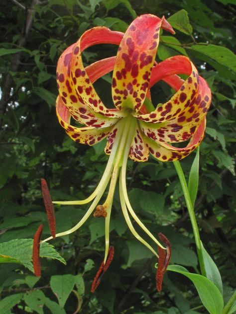 Lilium superbum (Turk's-cap lily) | NPIN Live Earth, Lady Bird Johnson Wildflower Center, Seed Collection, University Of Texas At Austin, Lady Bird Johnson, Seed Bank, Plant Images, Invasive Species, Plant List