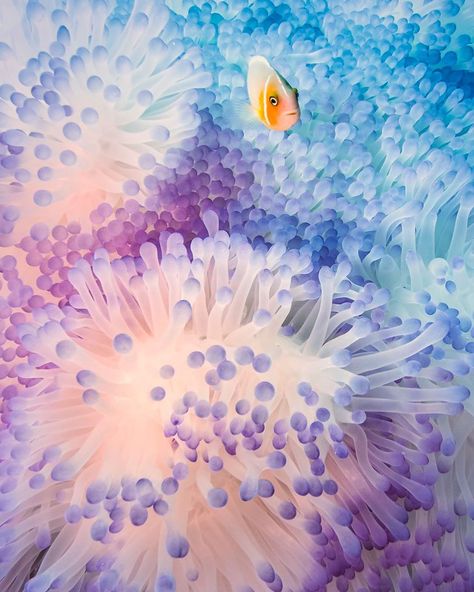 National Geographic Your Shot on Instagram: “[ #TBT From May 16, 2017 ] The Fish and the Anemone | Photograph by Thomas Gaitley (@thomasgaitley) . #YourShotPhotographer Thomas Gaitley…” Surreal Nature, Sea Plants, Sea Anemone, Art Body, Body Adornment, Underwater Creatures, Coral Reefs, Level 5, Phase 2