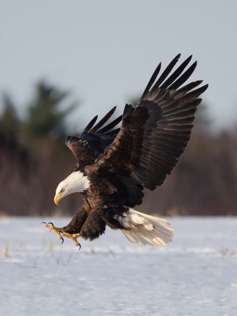 Deadly Descent by Peter Brannon / 500px Haliaeetus Leucocephalus, Eagle Drawing, Feeling Safe, Eagle Images, Eagle Painting, Eagle Wallpaper, Bird Quotes, Eagle Pictures, Tableau Art