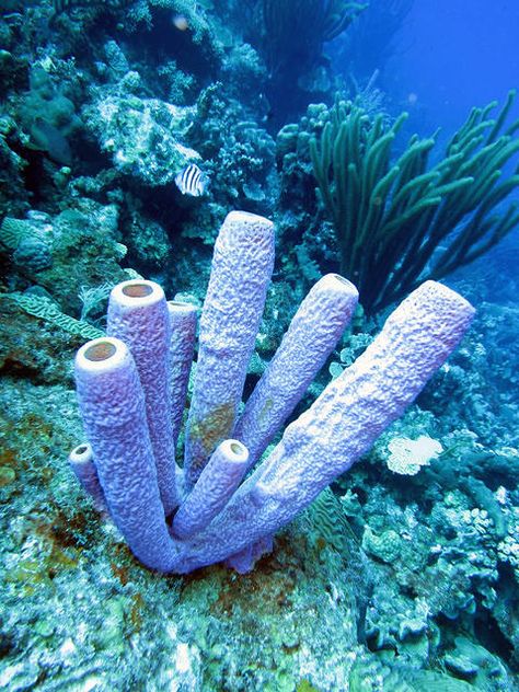 This a branching vase sponge, its circular tubes can reach up to a foot high. Sponges Sea, Ceramic Coral Reefs, Reef Photography, Coral Reef Photography, Marine Invertebrates, Underwater Beauty, Ocean Drawing, Theme Board, Sea Underwater