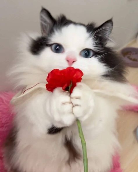 Cat With Flowers Funny, Cat Giving Flowers, Kitten With Flowers, Dog Texts, Cat With Flowers, Cat Meme, Cute Cat Wallpaper, Cat Flowers, Cute Cats Photos