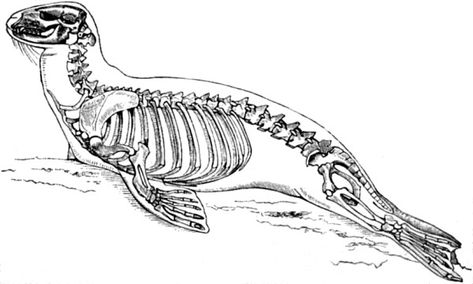 Seal skeleton reference. A drawing of a seal's skeleton inside the body. Skeleton Reference, Sculpting Reference, Zombie Style, Figure Sculpting, Skeleton Drawings, Animal Skeletons, Skeleton Tattoos, Animal Drawings Sketches, Anatomy Drawing