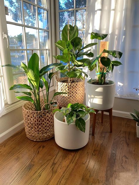 Tanaman Pot, نباتات منزلية, Living Room Plants, Casa Country, Decoration Plante, Plant Decor Indoor, Plant Aesthetic, House Plants Decor, Apartment Decor Inspiration