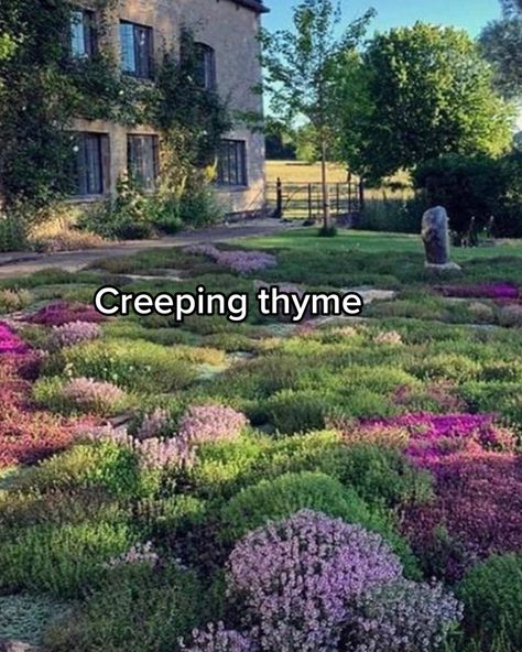 Moss Lawn, Grass Alternative, Creeping Thyme, Lawn Alternatives, Eco Garden, Cottage Garden Design, Garden Design Plans, Front Lawn, Pretty Plants