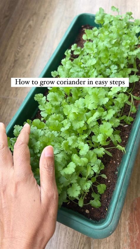 Corriander Plant, Growing Coriander, Coco Peat, Small Vegetable Gardens, Easy Plants To Grow, Plant Hacks, Buy Seeds, Urban Homesteading, Home Garden Design