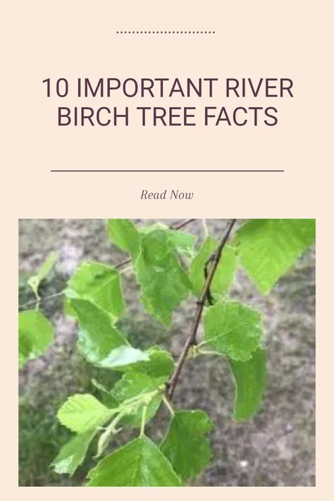 Discover all you need to know about the River Birch tree in this detailed guide! Explore the pros and cons of cultivating Betula nigra in your garden. Learn why they are appreciated for their beautiful peeling bark, adaptability to wet soil, and ornamental features. However, be aware of the potential drawbacks, such as susceptibility to pests and proper planting care. This guide provides essential insight into River Birch tree maintenance and benefits for any landscaping enthusiast. Birch Tree Landscaping Front Yards, River Birch Trees Landscape, Birch Tree Leaves, Betula Nigra, River Birch Trees, Birch Trees Landscaping, River Birch, Carbon Sequestration, Tree Growth