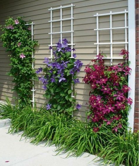 12 Best Climbing Flowers for Pergolas and Trellises - Matchness.com Garden Ideas To Make, Vertical Garden Design, Climbing Flowers, Vertical Garden Diy, Garden Vines, Vertical Gardens, Front Yard Landscaping Design, Flowering Vines, Climbing Plants