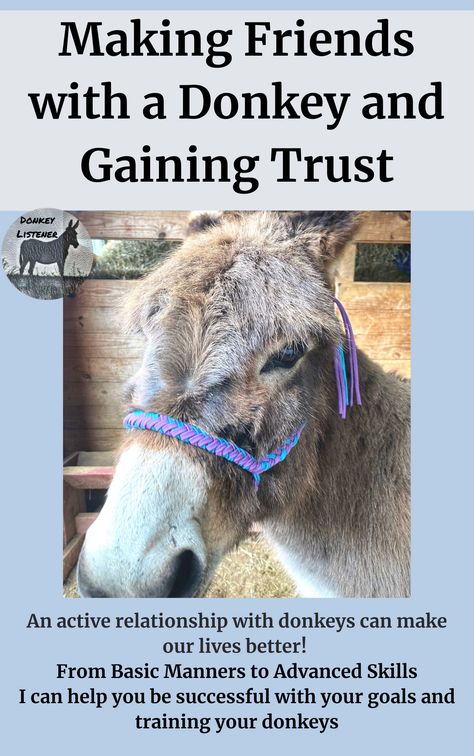 Donkey Enrichment Ideas, Donkey House Ideas, Donkey Farm Ideas, Donkey Stall Ideas, Donkey Care Tips, Miniature Donkey Shelter, Donkey Enrichment, Farm Shelter, Farming Knowledge