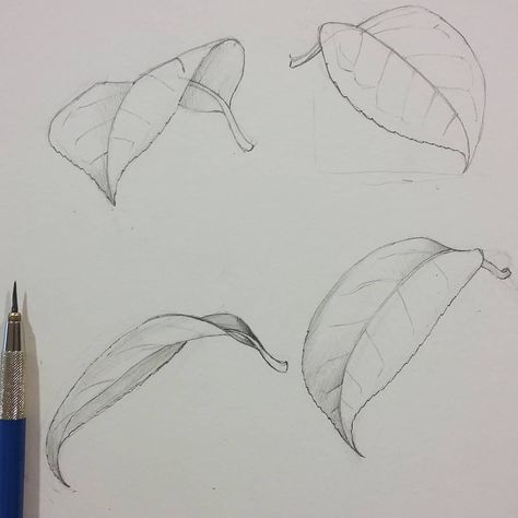 Lucy T  Smith on Instagram: “Demonstrating for my Botanical illustration beginners students, leaves from all angles.  This time I have students from the UK, Russia,…” Drawing Leaves Pencil, Flower And Leaf Design, Leaf Reference Photo, How To Draw Leaf, Leaves Sketch Pencil, Leaf Sketch Pencil, Leaves Drawing Sketches, Flower Leaves Drawing, How To Draw Leaves