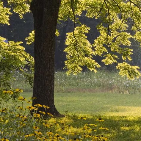 Itoh Peonies, Virginia Bluebells, Black Walnut Tree, Sweet Woodruff, Hosta Plants, Walnut Tree, Poisonous Plants, Ground Cover Plants, How To Attract Hummingbirds