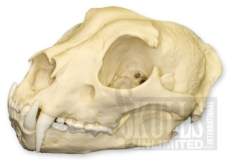 Snow Leopard Skull Snow Leopard Anatomy, Leopard Anatomy, Leopard Drawing, Leopard Skull, Skull Anatomy, Harbor Seal, Wolf Skull, Cat Anatomy, Russian Blue Cat