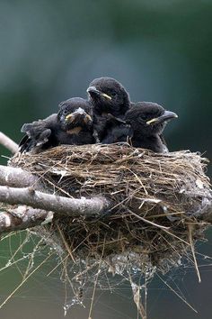 By now, most of us have come across these images of  "baby crows" so often it induces more of a yawn than a fit of aggravation. If, somehow, these images are new to you feel free to check out my po... Baby Crows, Baby Birds, Jackdaw, Crows Ravens, Baby Bird, All Birds, Pretty Birds, Bird Nest, Sphynx