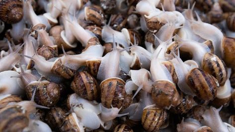 Snail Farming, Farming Guide, Farming Business, Molluscs, Livestock Farming, Natural Diet, Gold Mine, Types Of Food, Food Items