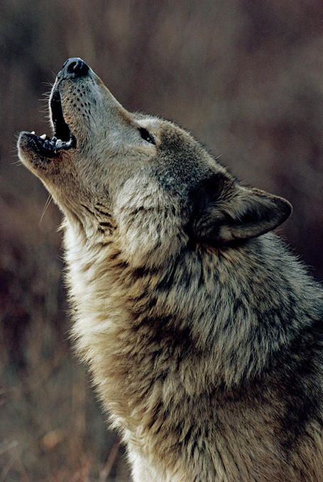 Regard Animal, Tattoos Men, Wolf Images, Wolf Photography, Wolf Artwork, Fantasy Wolf, Wild Animals Pictures, Wolf Tattoo Design, Wolf Photos