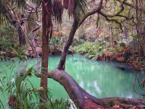 Green Springs Park, Deltona, Florida Tropical Moodboard, Camping Florida, Florida Photoshoot, Wild Florida, Deltona Florida, Trip List, Florida Images, Florida Aesthetic, Florida Life