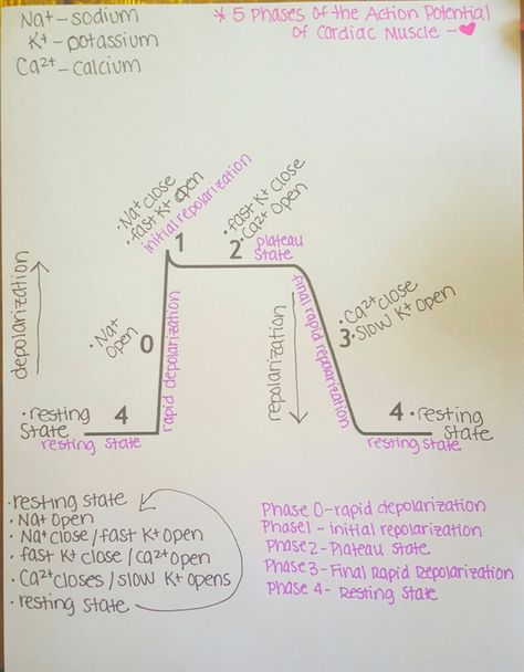 5 phases of the Action Potential of Cardiac Muscle step-by-step Cardiac Action Potential Phases, Cardiac Action Potential, Cardiac Muscle, Action Potential, Paramedic School, Cardiac Nursing, Respiratory Therapy, Nursing School Studying, Medical School Studying