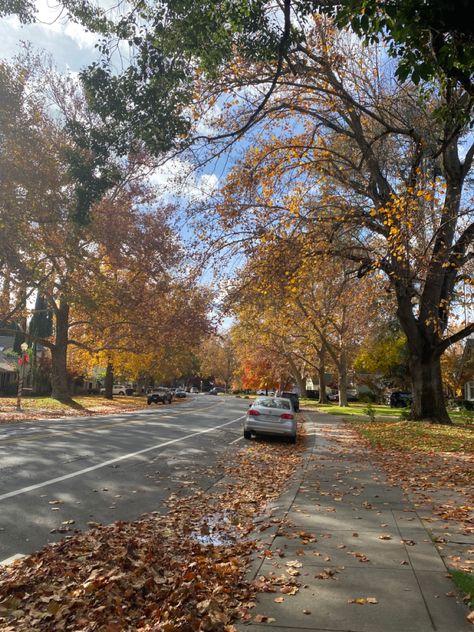 #aesthetic #autum #fall #leaves #trees #sacramento #california Fall In California Aesthetic, California Fall Aesthetic, Oakland California Aesthetic, Sacramento California Aesthetic, College Fall Aesthetic, Sacramento Aesthetic, Sacramento State University, Neighborhood Aesthetic, Fall In California