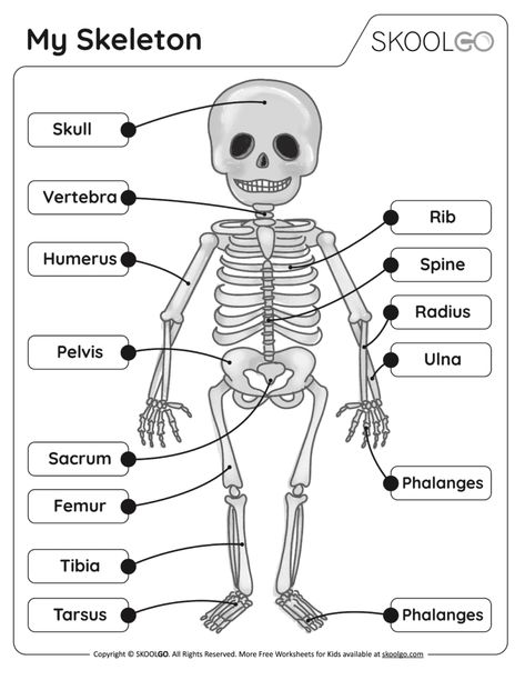 My Skeleton - Black and White Worksheet for Kids Human Skeleton Labeled, Skeleton Worksheet, Skeletal System Worksheet, Skeleton Parts, Human Body Projects, Kids Christmas Coloring Pages, Kindergarten Pictures, Preschool Pictures, Skeletal System