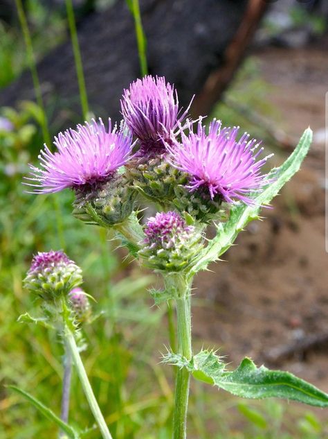 Thistle Garden, Thistle Leaves, Thistle Plant, Prairie Flowers, Plants That Attract Butterflies, Prairie Flower, Garden Weeds, Thistle Flower, Healing Plants