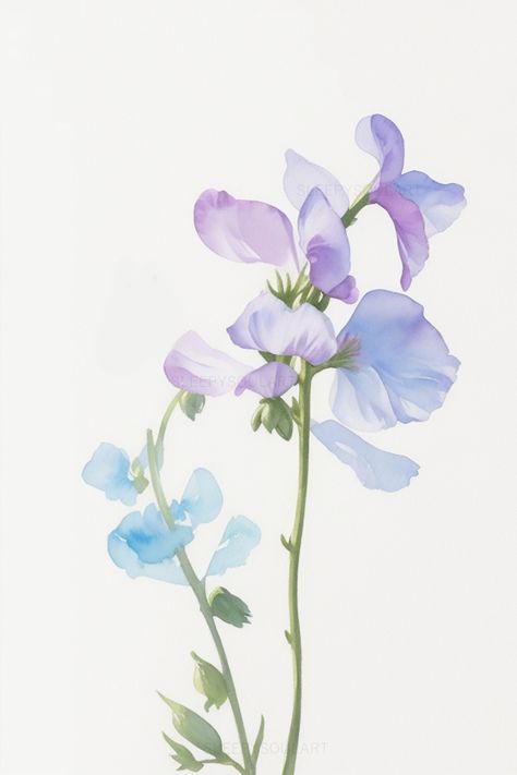 Sweet Pea Artwork, Sweet Pea Flowers Watercolor, April Birth Flower Tattoo Daisies Sweet Peas, April Birth Flower Tattoo Sweet Peas, Sweet Pea Flowers Aesthetic, Sweet Pea Birth Flower, Sweet Pea Watercolor, Daisy And Sweet Pea, Sweetpea Flower