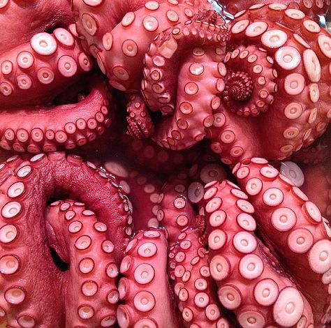 Octopus Squid, Octopus Art, Underwater Life, Pastry Chef, Gorillaz, Ocean Life, Kraken, Splatoon, Art Sculpture